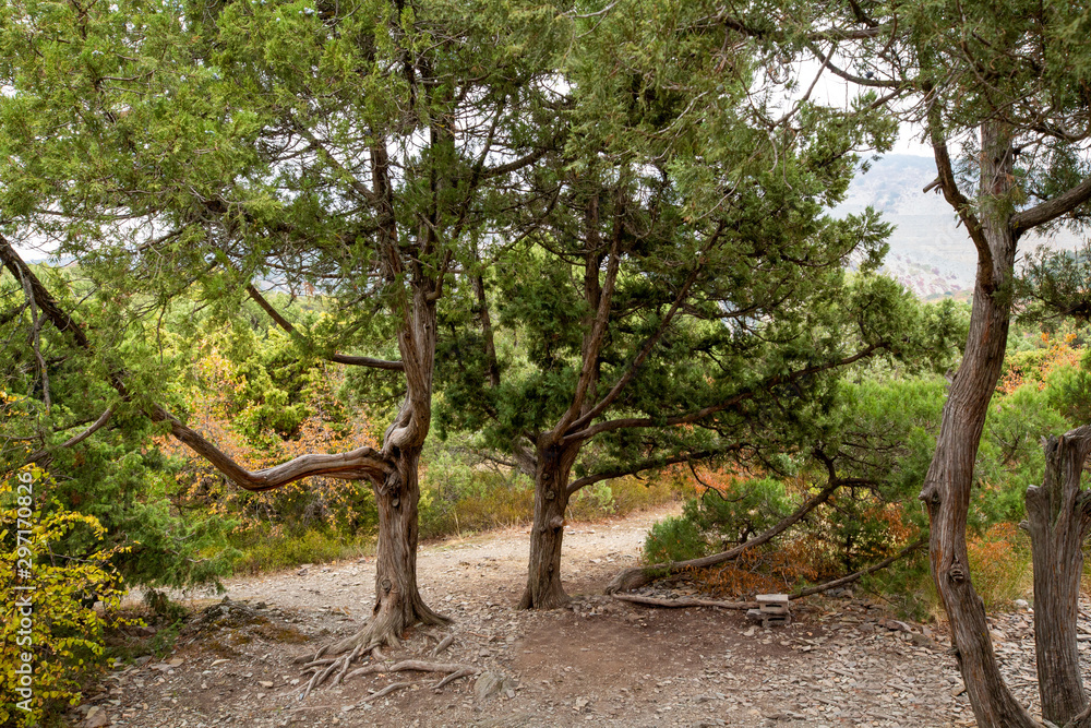 Juniper in the reserve. Krasnodar region. Anapa Juniper in the reserve. Krasnodar region. Anapa