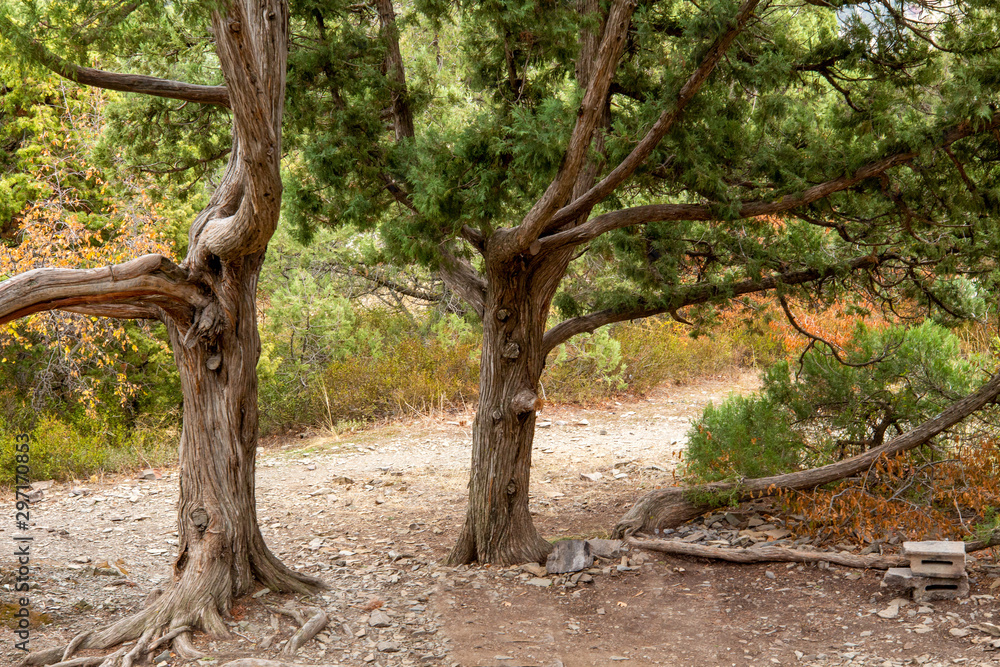 Juniper in the reserve. Krasnodar region. Anapa Juniper in the reserve. Krasnodar region. Anapa