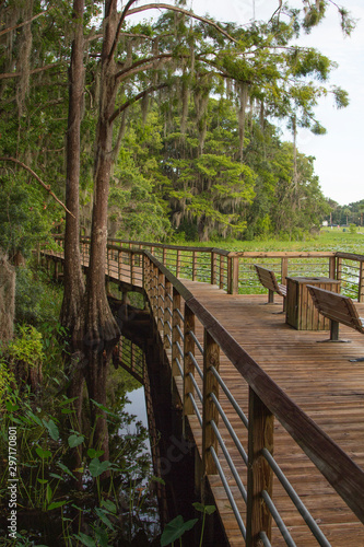 Boardwalk through Cypress trees  Lake Henderson  Inverness  Florida