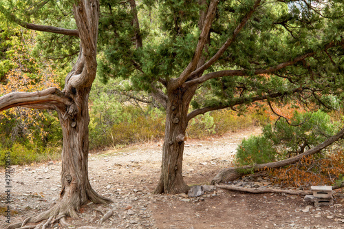 Juniper in the reserve. Krasnodar region. Anapa