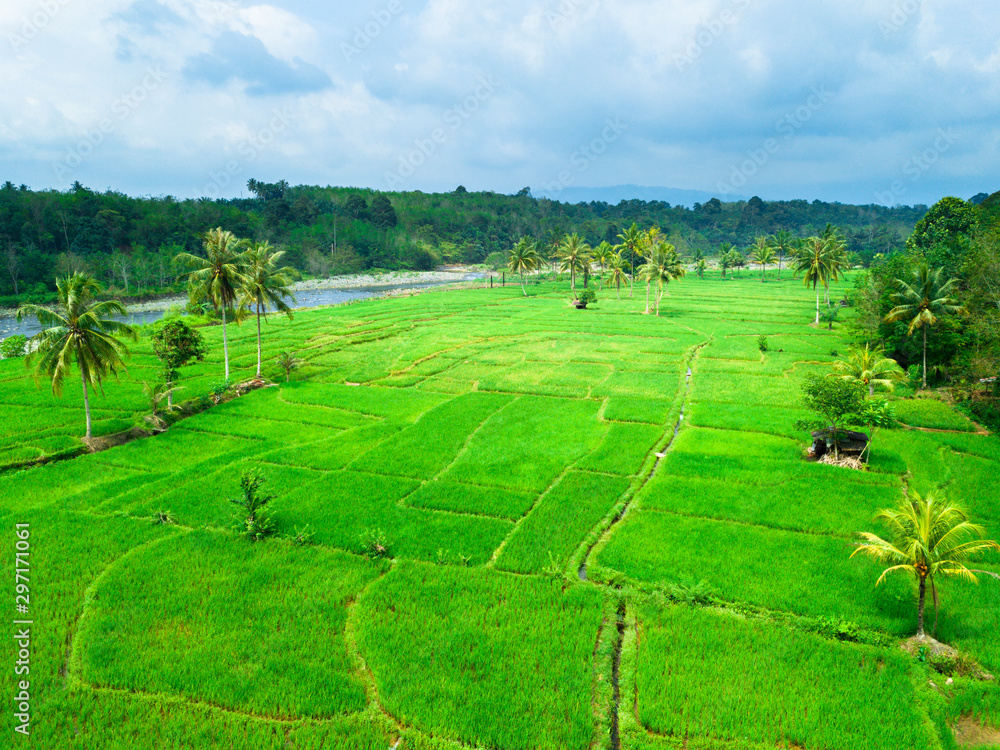 the rice field's beauty from a beautiful aerial view during the day with green rice and the river next to it in the forest asia