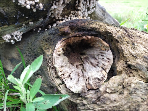 trunk of tree photo