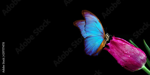 Beautiful blue morpho butterfly on a flower on a black background.Tulip flower in dew drops isolated on black. Tulip bud and butterfly. copy spaces.