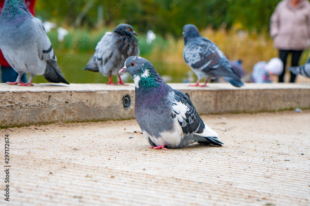 Fototapeta premium gray pigeons sit on the concrete path