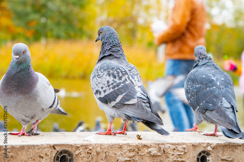 Fototapeta premium gray pigeons sit on the concrete path