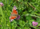 Butterfly peacock (Inachis io) on clover flower