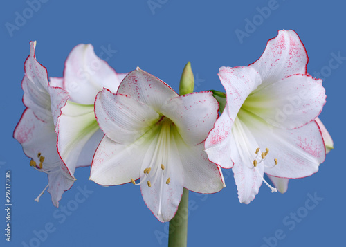 Amaryllis Hippeastrum Picasso closeup