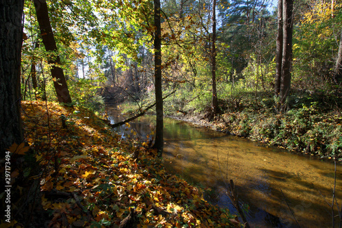 Obraz na płótnie Autumn landscape with river and forest, Mienia river nature reserve, Mazovia, Poland w salonie