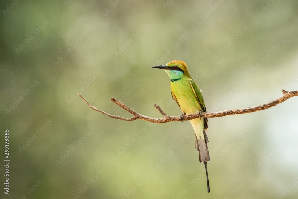 Obraz premium The blue-tailed bee-eater (Merops philippinus) perching on branch, colorful bird on clear background, Yala National Park, Sri Lanka, exotic birdwatching in Asia,bird in natural environment