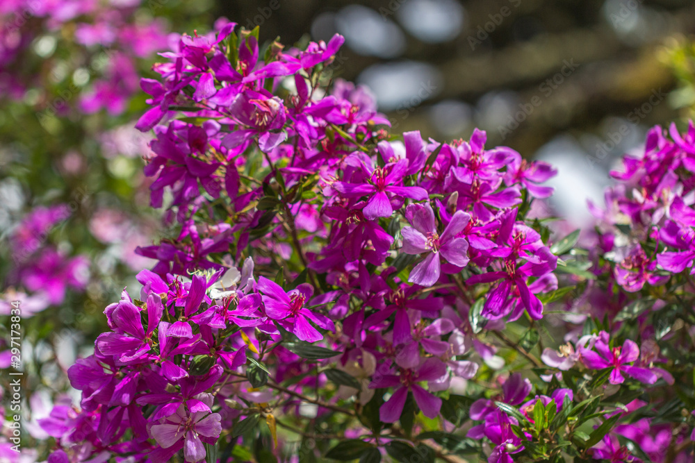 flowers in brazilian fall flowers in brazilian fall