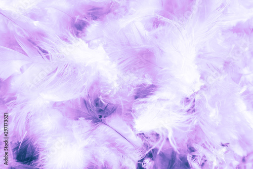 Beautiful abstract pink and purple feathers on darkness background and colorful soft white blue feather texture pattern