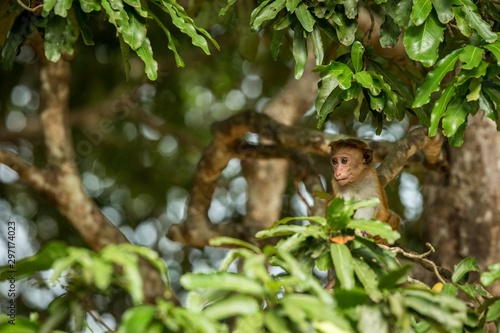 Toque macaque  Macaca sinica  monkeys are a group of Old World monkeys native to the Indian subcontinent  monkey sitting on tree   Wilpattu National Park  Sri Lanka  exotic adventure in Asia