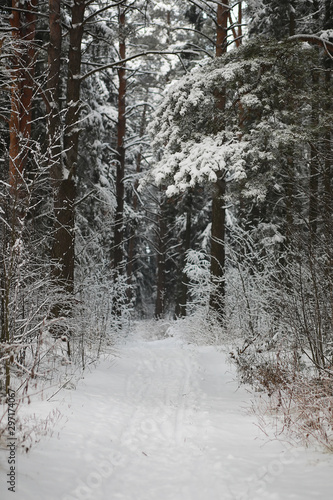 Wallpaper Mural Winter landscape. Forest under the snow. Winter in the park. Torontodigital.ca
