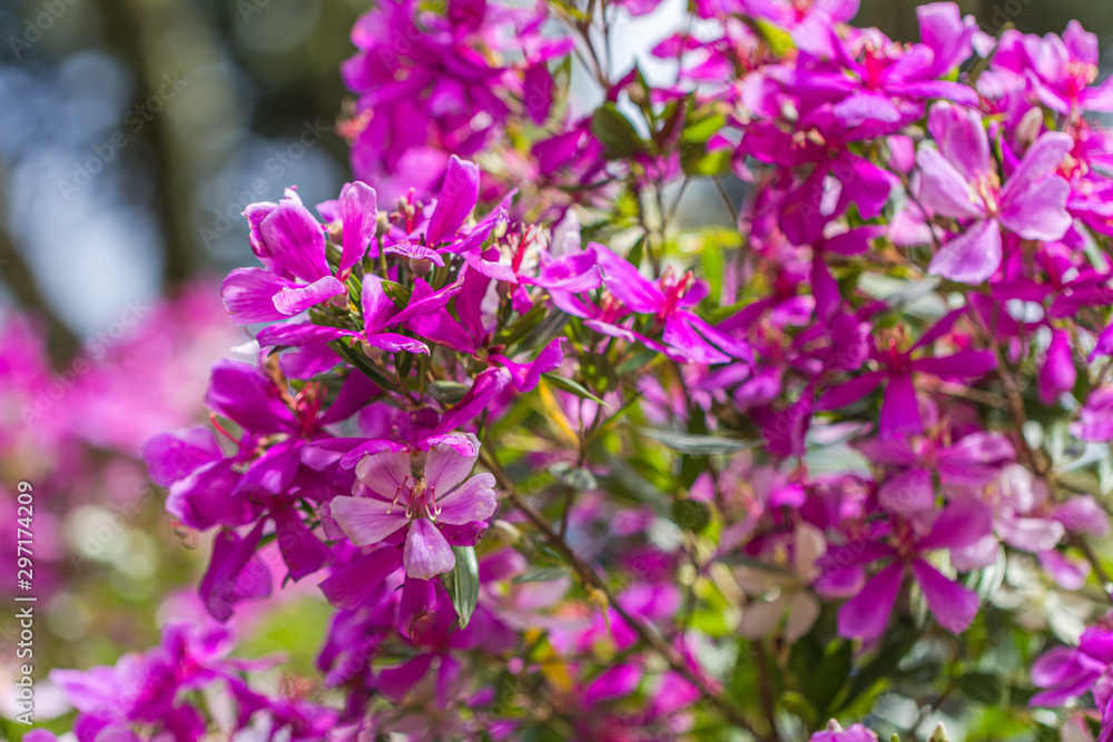 flowers in brazilian fall