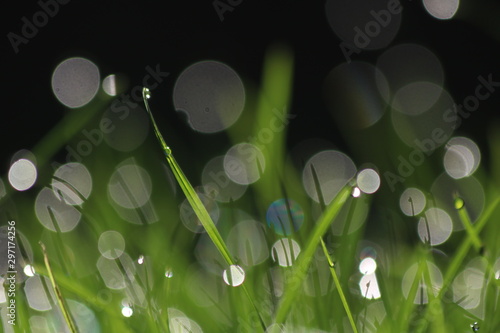 Close Up Of Fresh Grass With Water Drops In The Early Morning