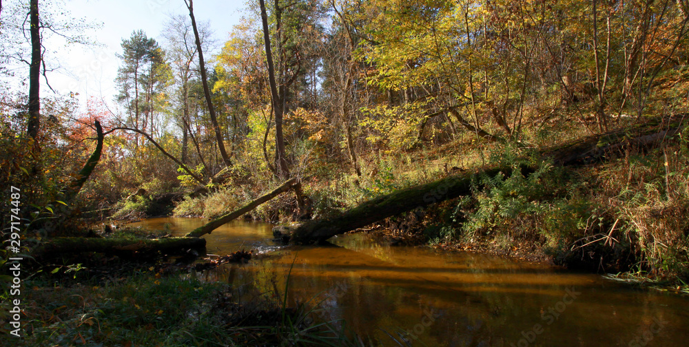 Autumn landscape with river and forest, Mienia river nature reserve, Mazovia, Poland