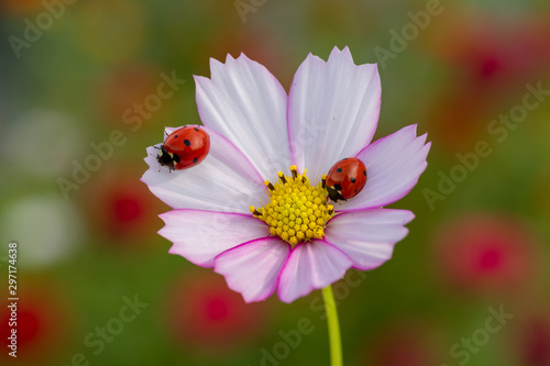 Ladybird on daisy, chamomile isolated on white. Image about summer, spring, flowers and joy.