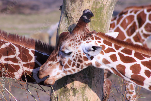 Photography giraffe in the zoo