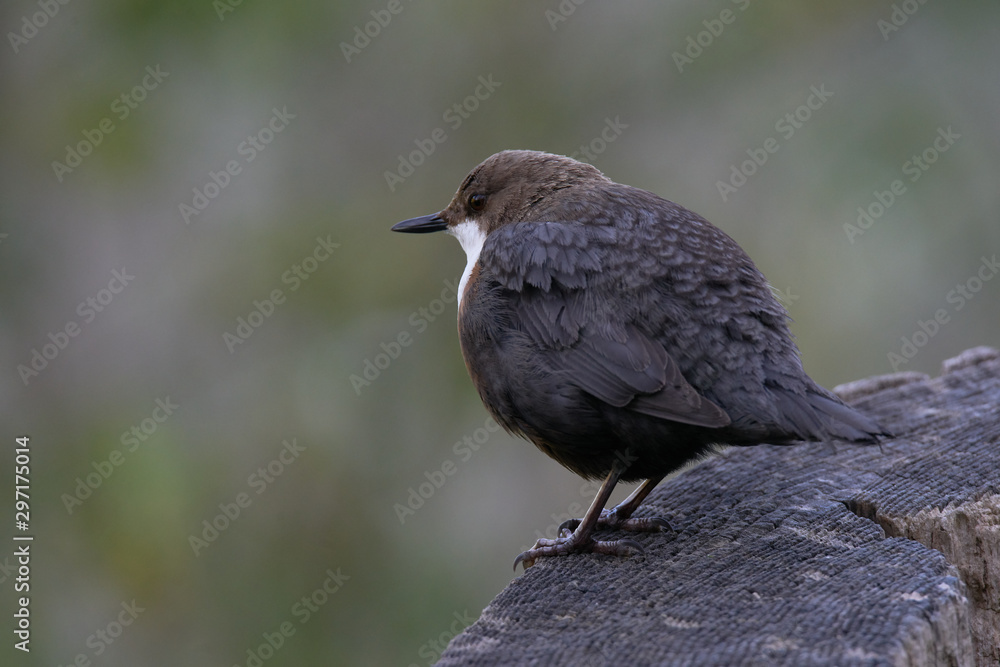 White-Throated Dipper resting a bit before looking for insects White-Throated Dipper resting a bit before looking for insects