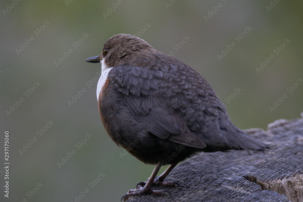 White-Throated Dipper resting a bit White-Throated Dipper resting a bit