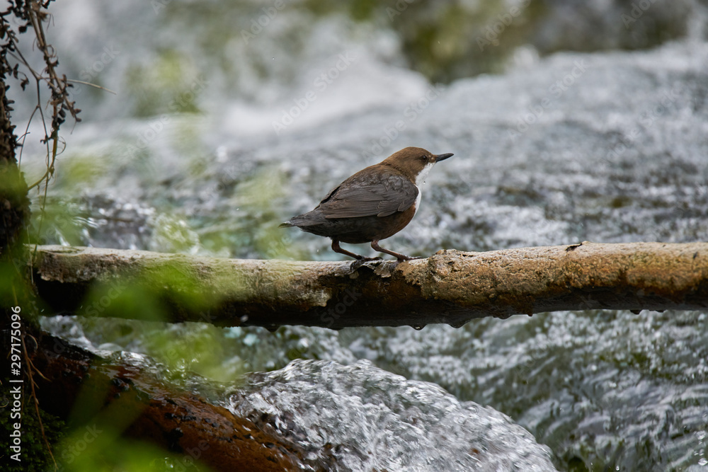 White-Throated Dipper leaving the nest to search food White-Throated Dipper leaving the nest to search food