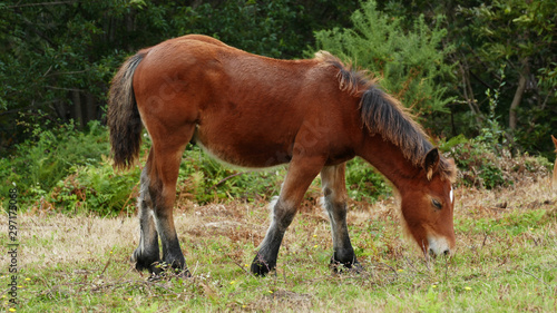 Brown foal grazing in the bush