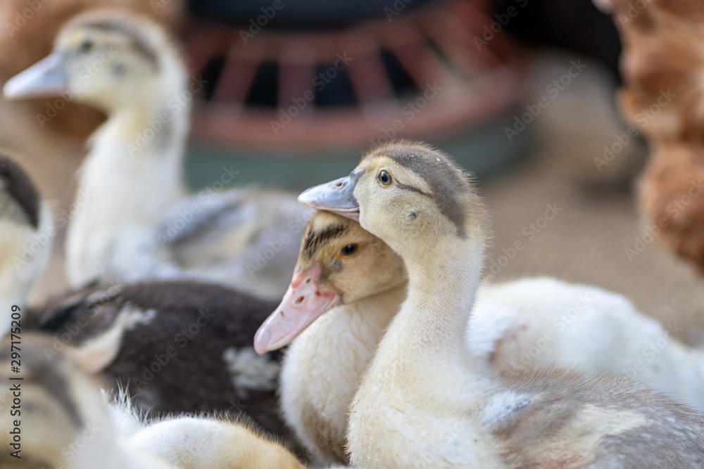 Small ducks graze on the grass. Organic farm. A family of small ducks. Small ducks graze on the grass. Organic farm. A family of small ducks.