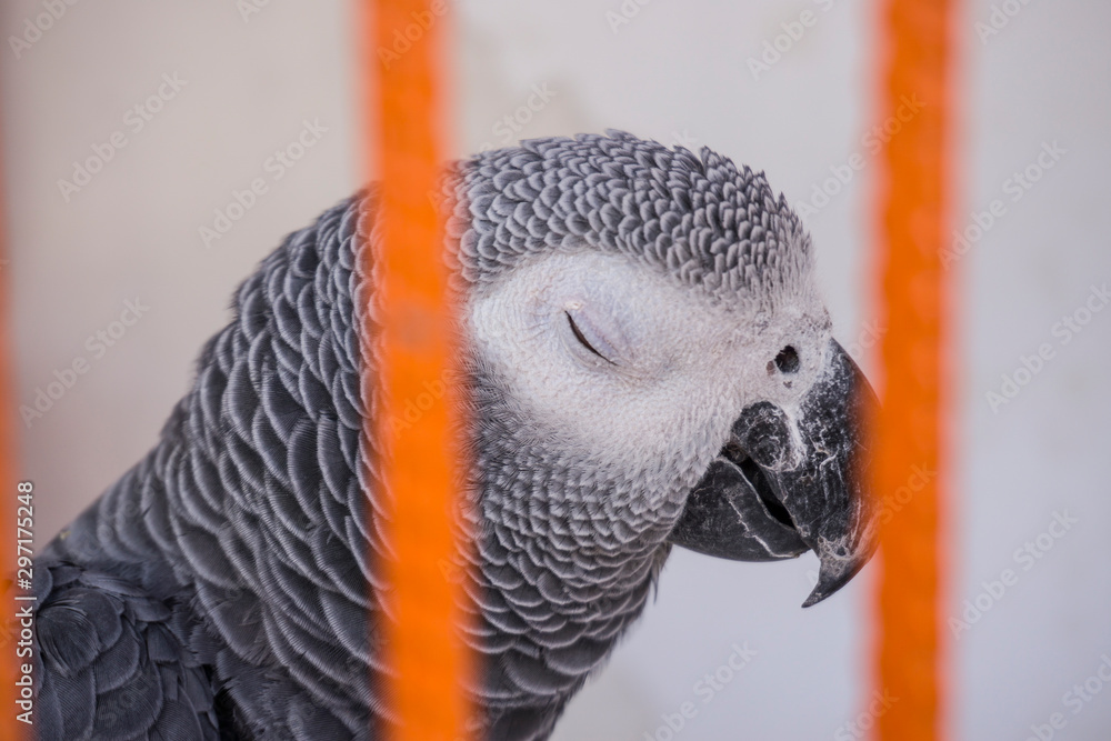 Fototapeta premium The close-up of a parrot in the orange cage. Defocused on iron cage, focused on parrot's face. The parrot in captivity, not in nature. Conviction conceptual photography.
