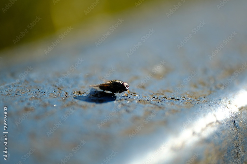 Fototapeta premium Tagesflieg in Sonne auf blauem Brückengeländer schönes Bokeh