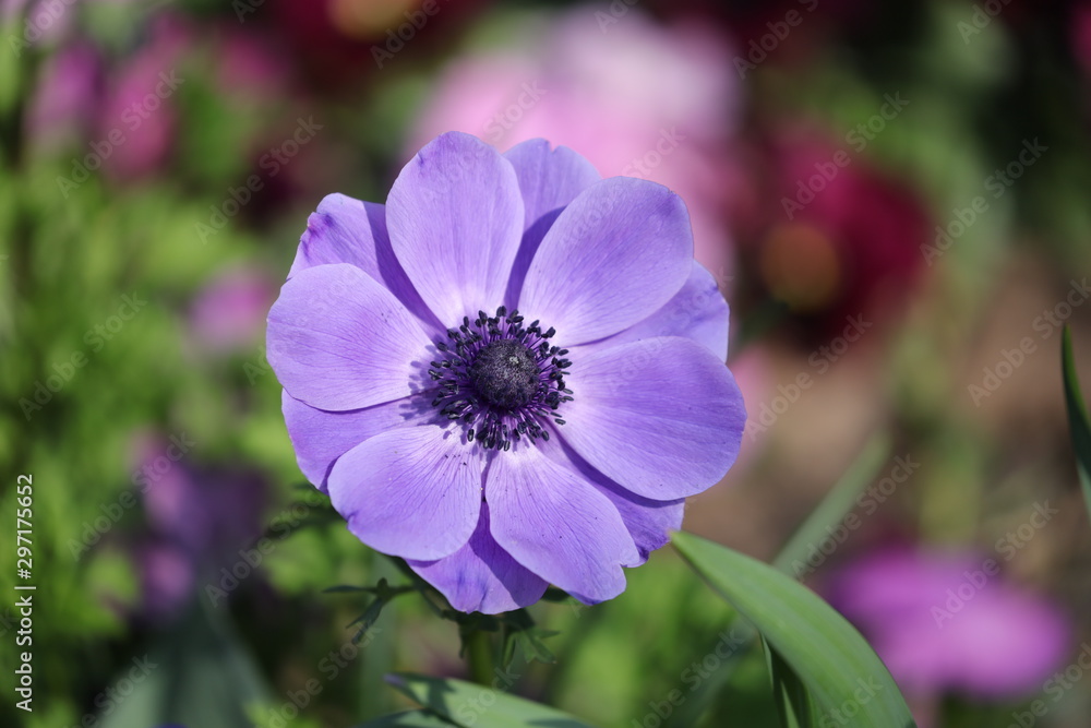 Purple Anemone flower on background, close up Purple Anemone flower on background, close up
