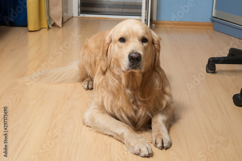 Portrait of a dog at home. Golden Retriever at home.