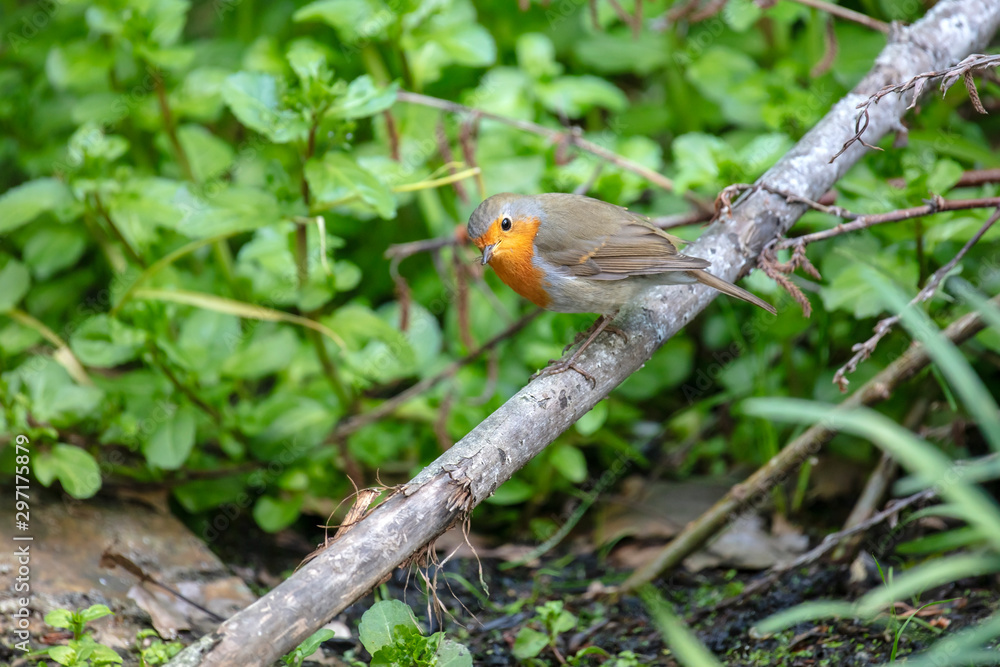 Close up of an european robin bird Close up of an european robin bird