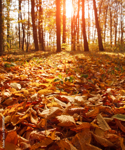 Autumn forest landscape yellowed foliage of trees in sunset light