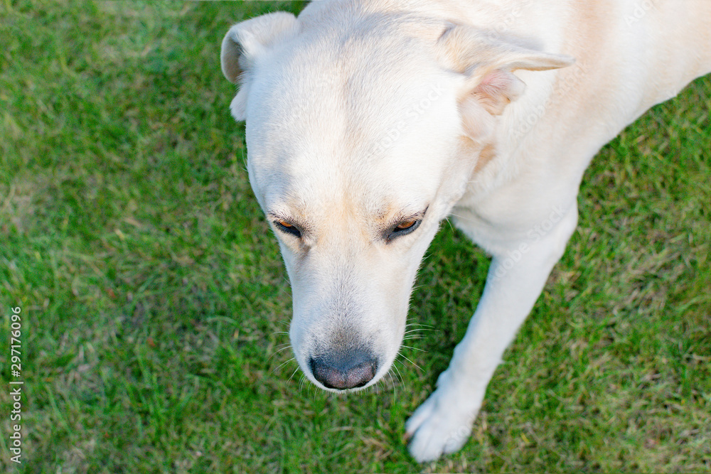 Dog Labrador playing in the yard