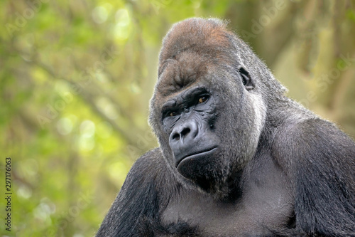gorilla portrait in nature view © Edwin Butter