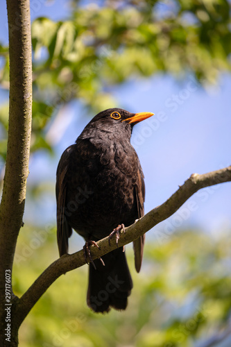 beautiful black bird on background,close up