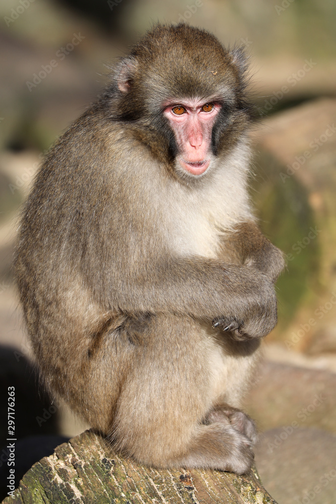 Naklejka premium Young Japanese Macaque on background,close up
