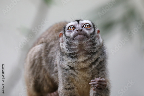 Three-striped night monkey with baby in natural habitat photo