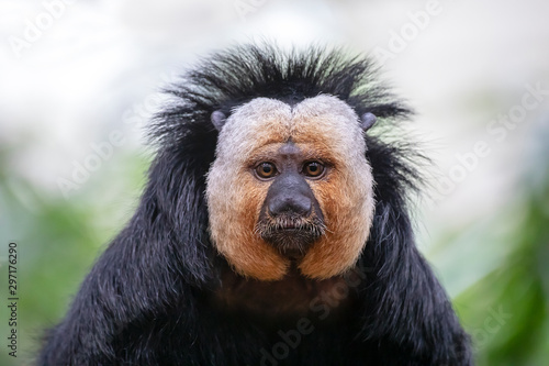Canvas Print Close up view of white faced monkey
