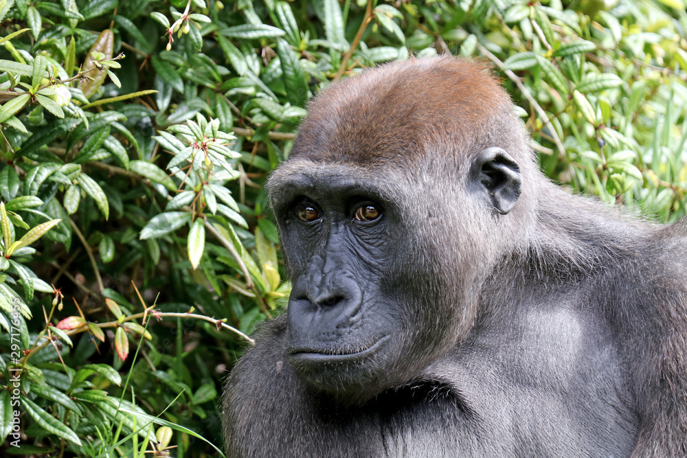 Obraz premium gorilla portrait in nature view