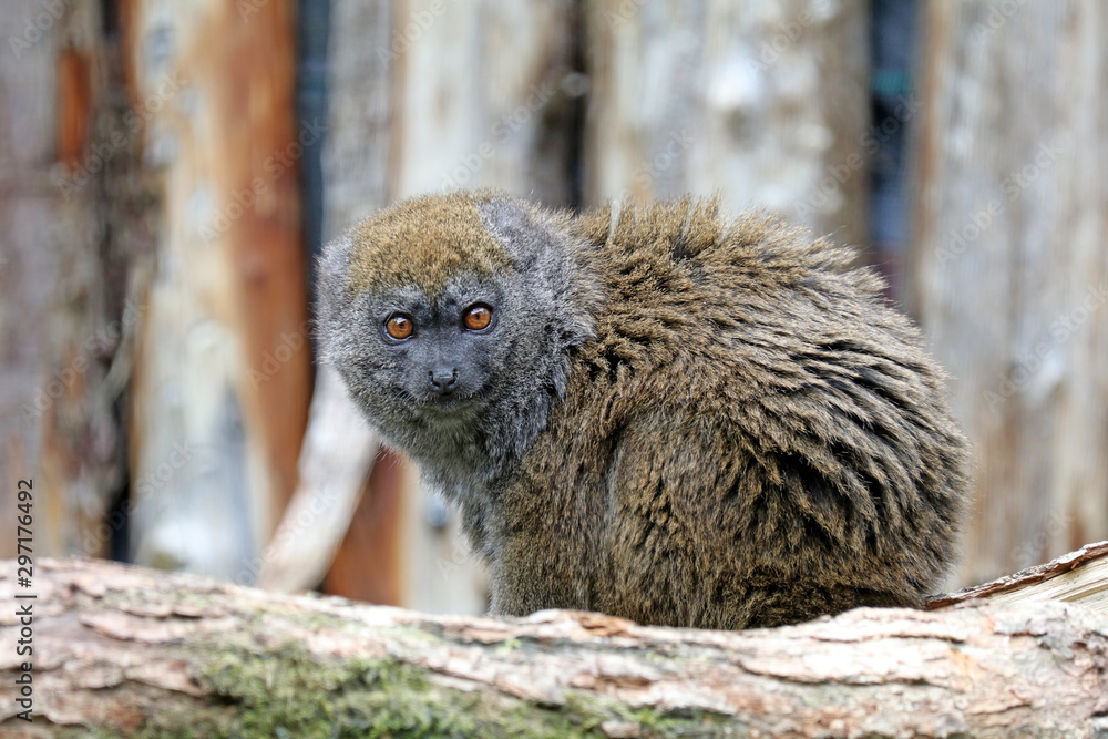 Fototapeta premium Bamboo lemur in natural habitat