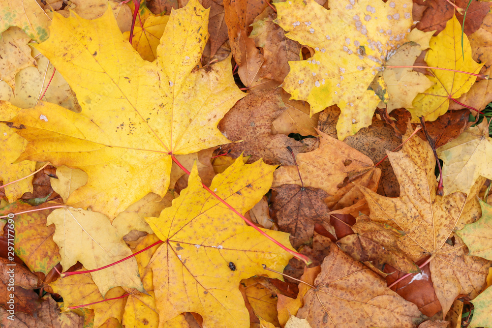 Autumn leave. Orange and yellow leaves on the ground. Autumn foliage.