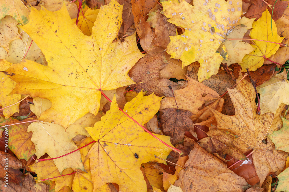 Autumn leave. Orange and yellow leaves on the ground. Autumn foliage. Autumn leave. Orange and yellow leaves on the ground. Autumn foliage.