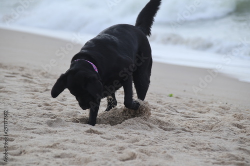 Labrador am Strand 