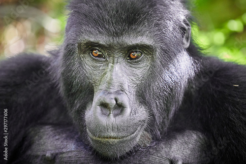 Portarit of Wild mountain gorilla in rwanda national park © Natalia