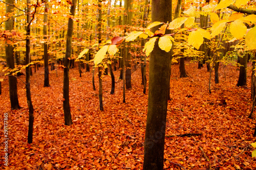 Beautiful rural ride in autumn time in dark forest