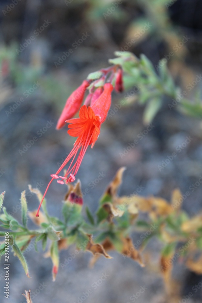 Radiant red tubular flowers are taxonomic indicators for this Southern Mojave Desert native plant in Joshua Tree National Park, casually as California Fuchsia, botanically under Epilobium Canum. Radiant red tubular flowers are taxonomic indicators for this Southern Mojave Desert native plant in Joshua Tree National Park, casually as California Fuchsia, botanically under Epilobium Canum.