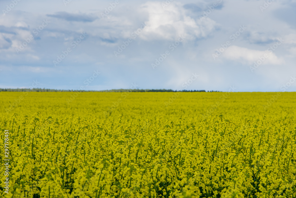 Fototapeta premium Rape fields in Poland. Beautiful sky above it