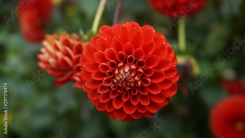 Red flower, beautiful pattern.
