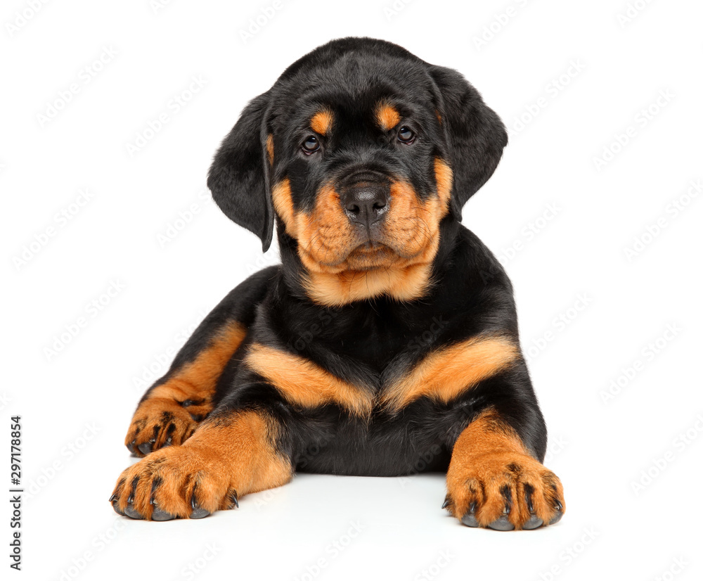 Rottweiler puppy lying on a white background Rottweiler puppy lying on a white background